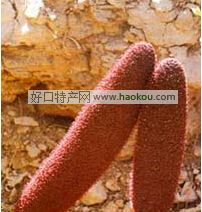 肃南中药材.jpg