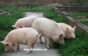 汉中白猪