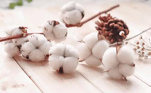 新疆有哪些棉花产区