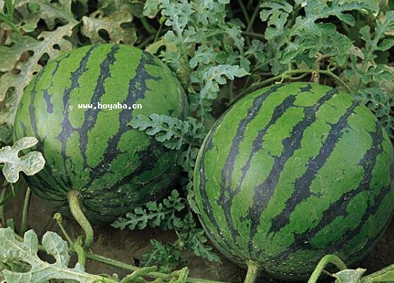 杨郢乡西瓜.jpg