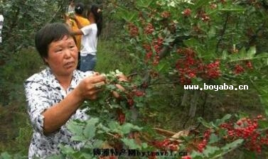 靖口花椒
