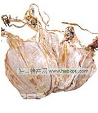 南澳鱿鱼.jpg