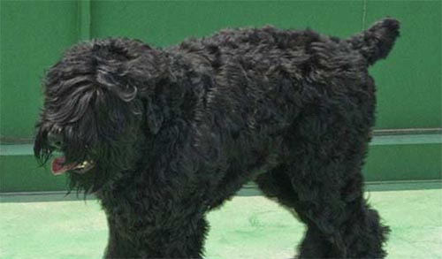 俄罗斯7个最知名的本土狗狗