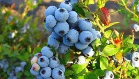 蒲江蓝莓