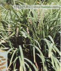 麦冬.jpg
