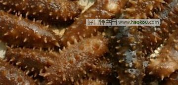 黄河口海参.jpg