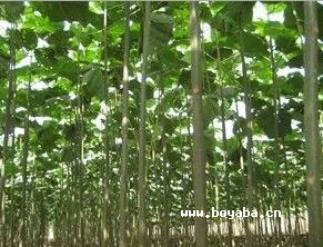 柘城泡桐.jpg