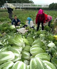 坝上错季蔬菜.jpg