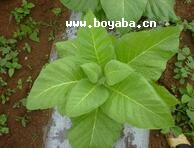 船山烟草
