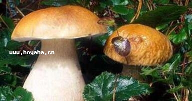 野生牛肝菌