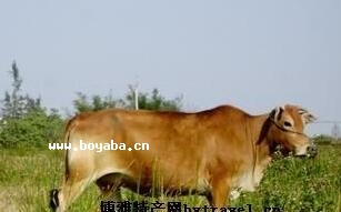 Ѯţ