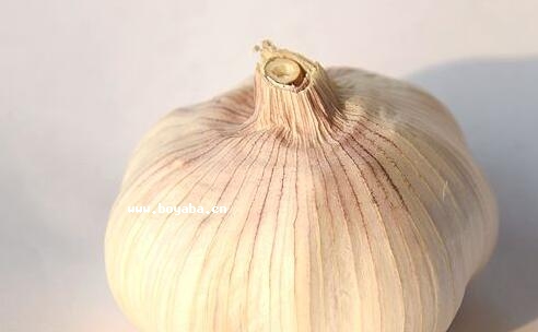 侯村紫皮蒜.jpg