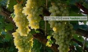 宣化葡萄