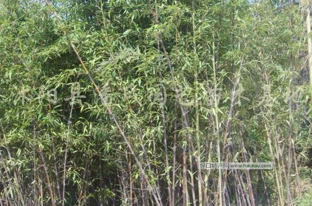 罗源霍口畲族乡香岭村紫竹.jpg