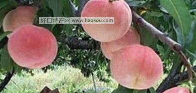 黄金蜜桃