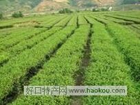 华安铁观音