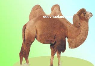 ľ˫