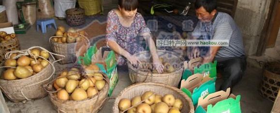 庆隆梨.jpg