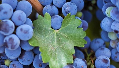 葡萄中含有哪些营养元素？
