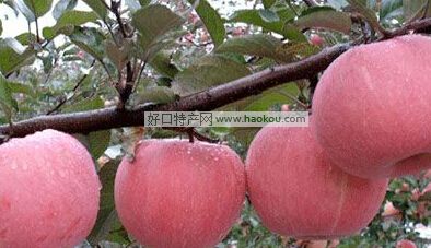 黄陵苹果.jpg