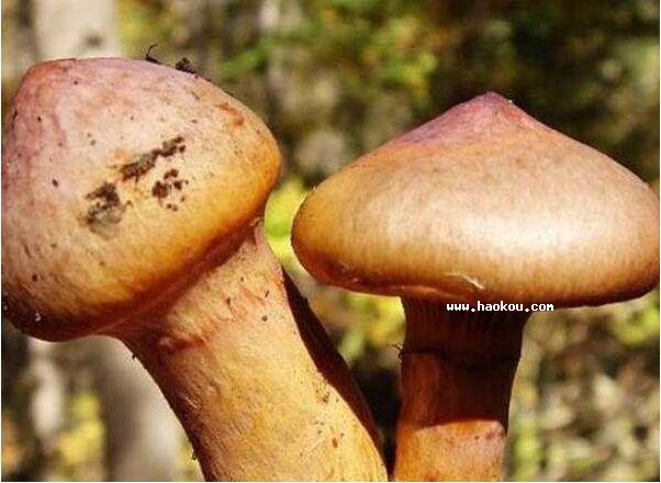 ɽĢ