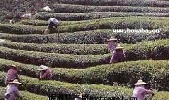 豪峰贡品茶