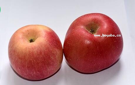 ƻ