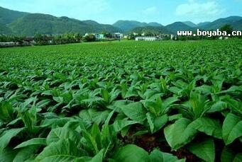 衡南烟叶
