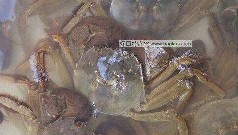 喜鹊湖螃蟹