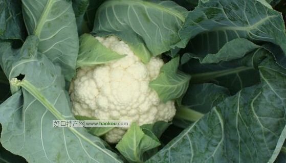 深土花菜